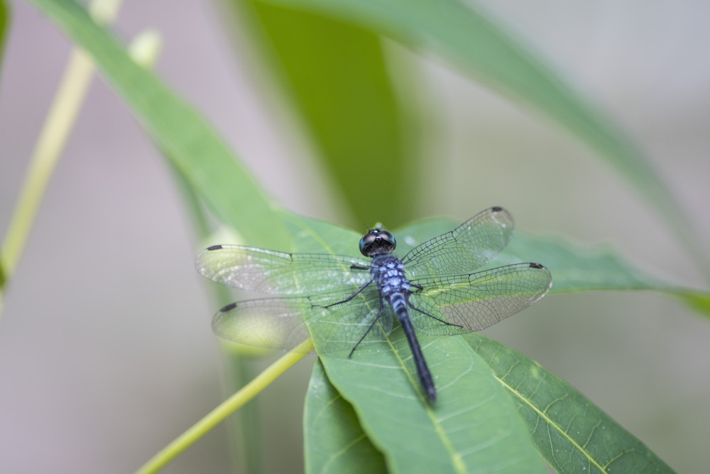 Odonata means &quot;toothed one&quot; in Greek, and refers to the carnivorous species&#039; serrated teeth.